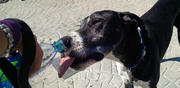 Dog Walk - Thirsty Dane