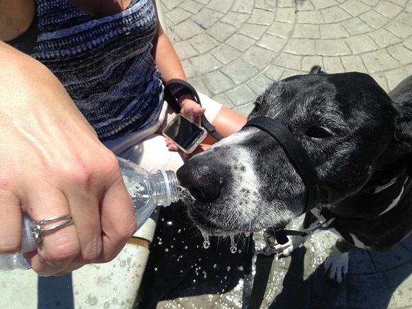 Sharing My Water With My Great Dane :)