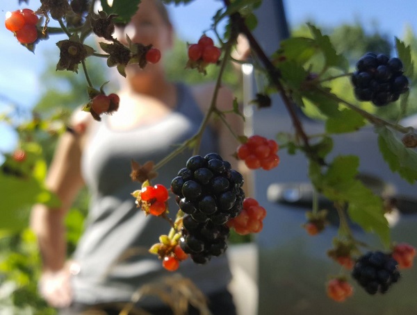 Picking Blackberries - Great Low Carb Summer Treat!