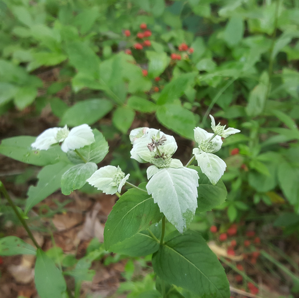Wild Mint and Blackberries on our hike...