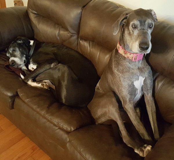 Rescued Great Danes