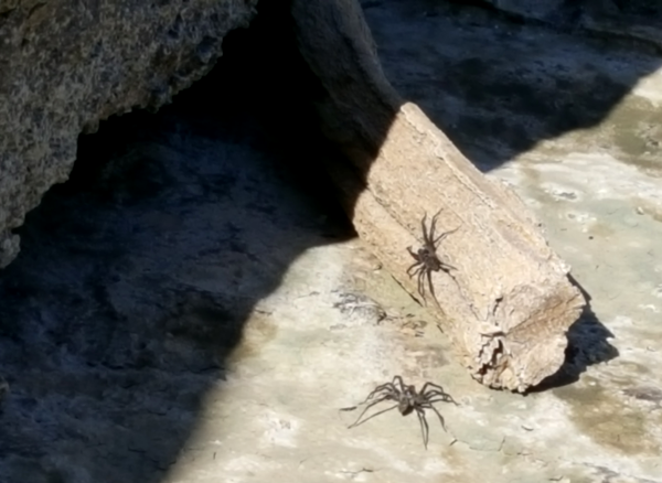 Spiders at Play