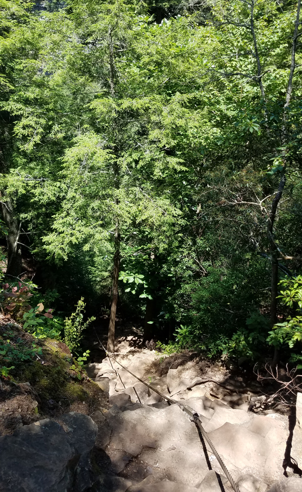 Fall Creek Falls Cable Trail